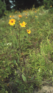 western sunflower